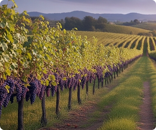 kbl-experience-meet-side-image